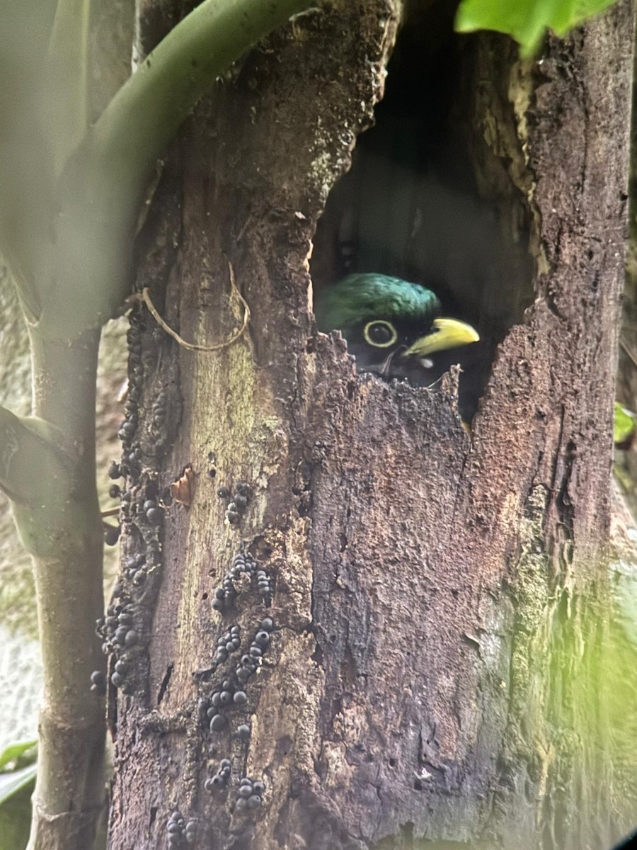 Northern Black-throated Trogon - ML620299483