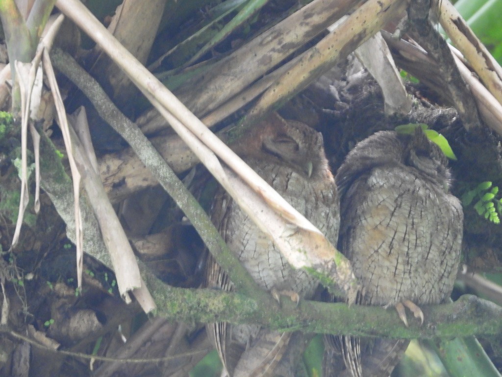 Tropical Screech-Owl - ML620299485