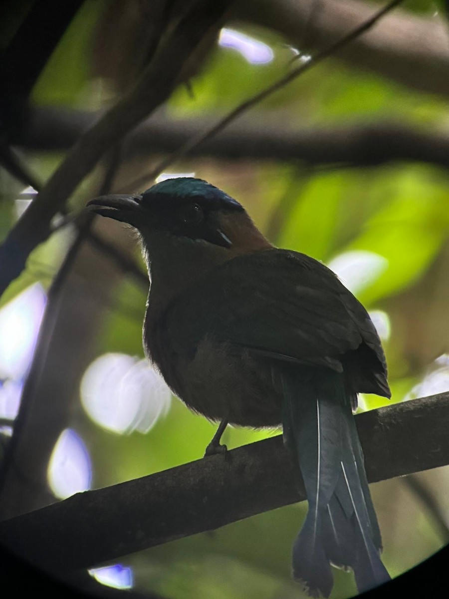 Lesson's Motmot - ML620299489