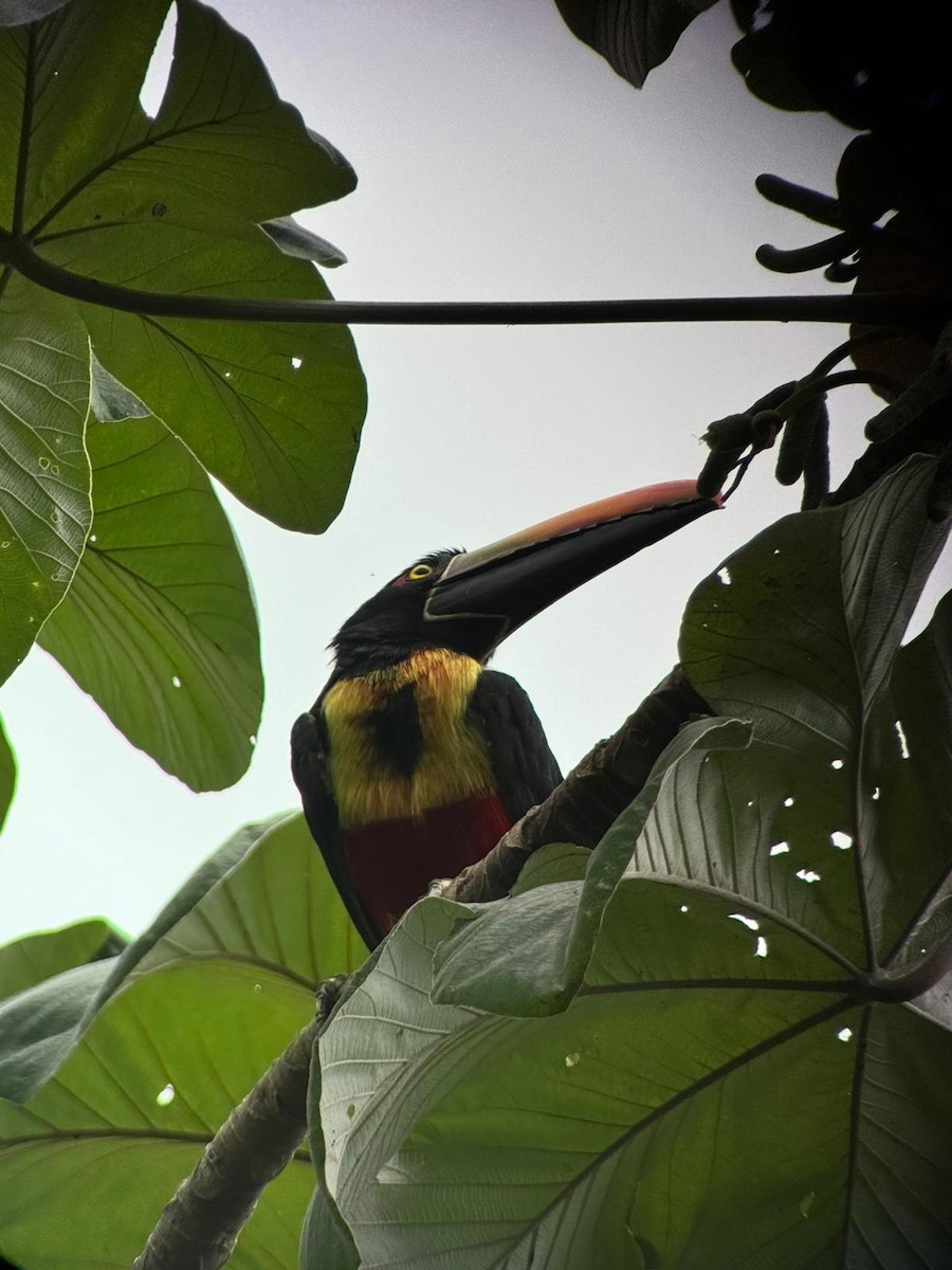 Fiery-billed Aracari - ML620299495