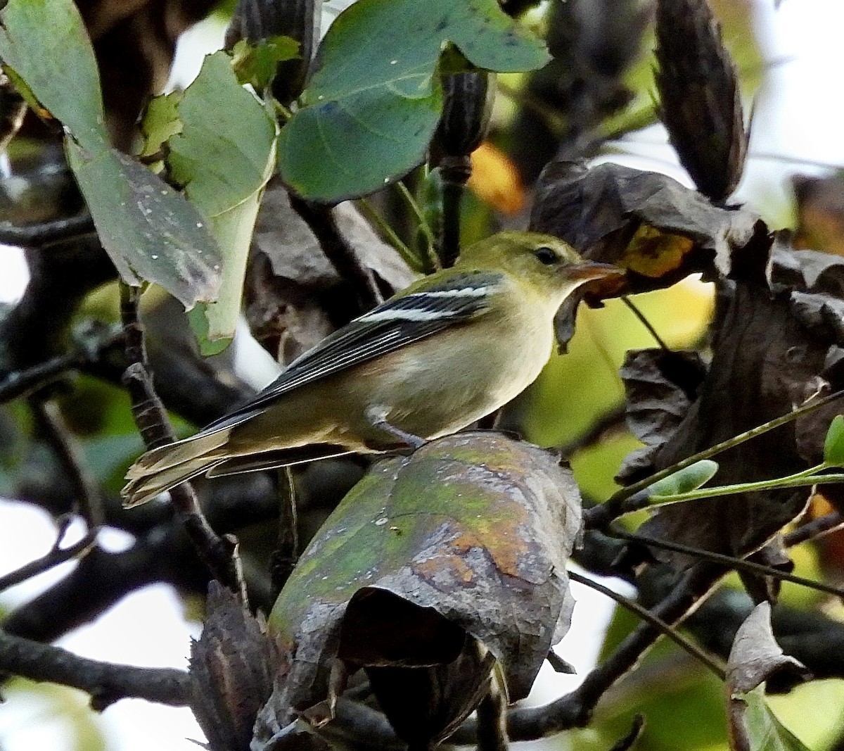 Bay-breasted Warbler - ML620299501