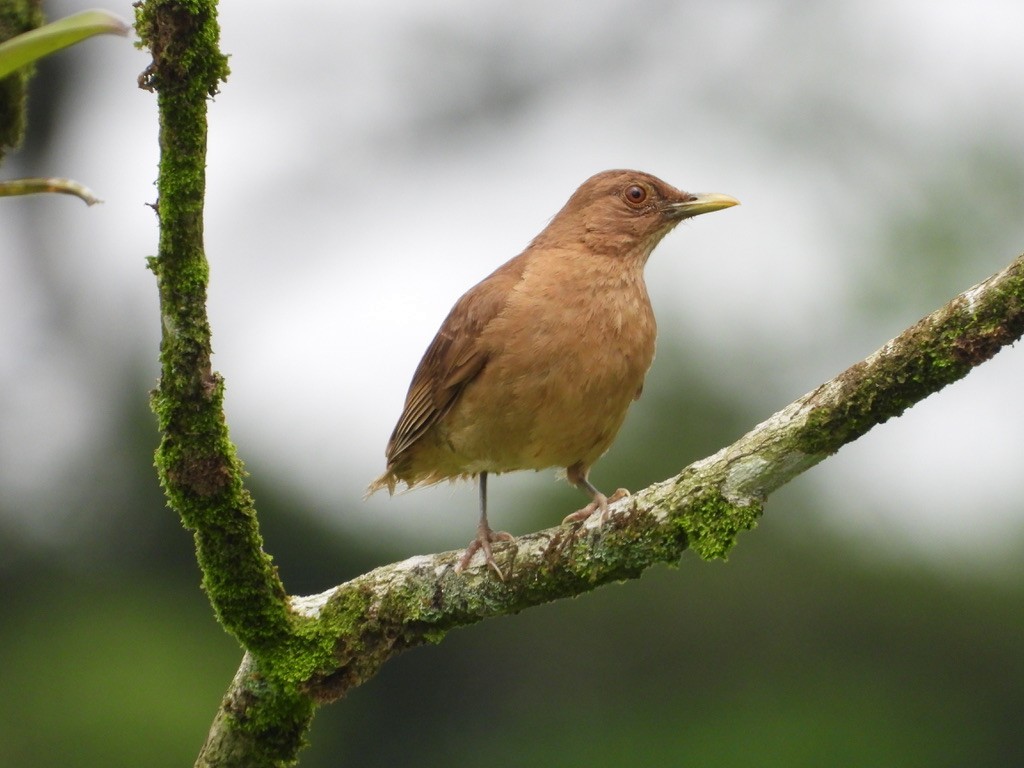 Clay-colored Thrush - ML620299505