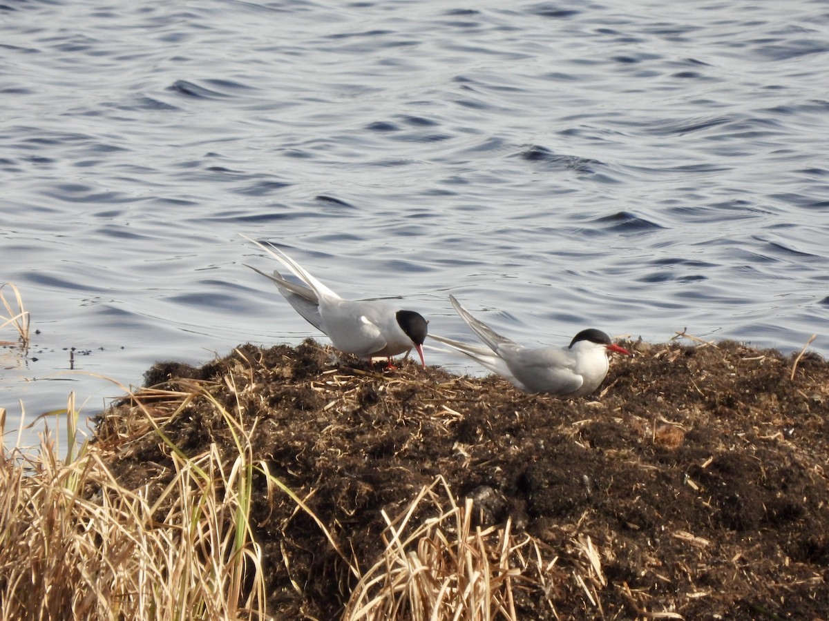 Arctic Tern - ML620299508