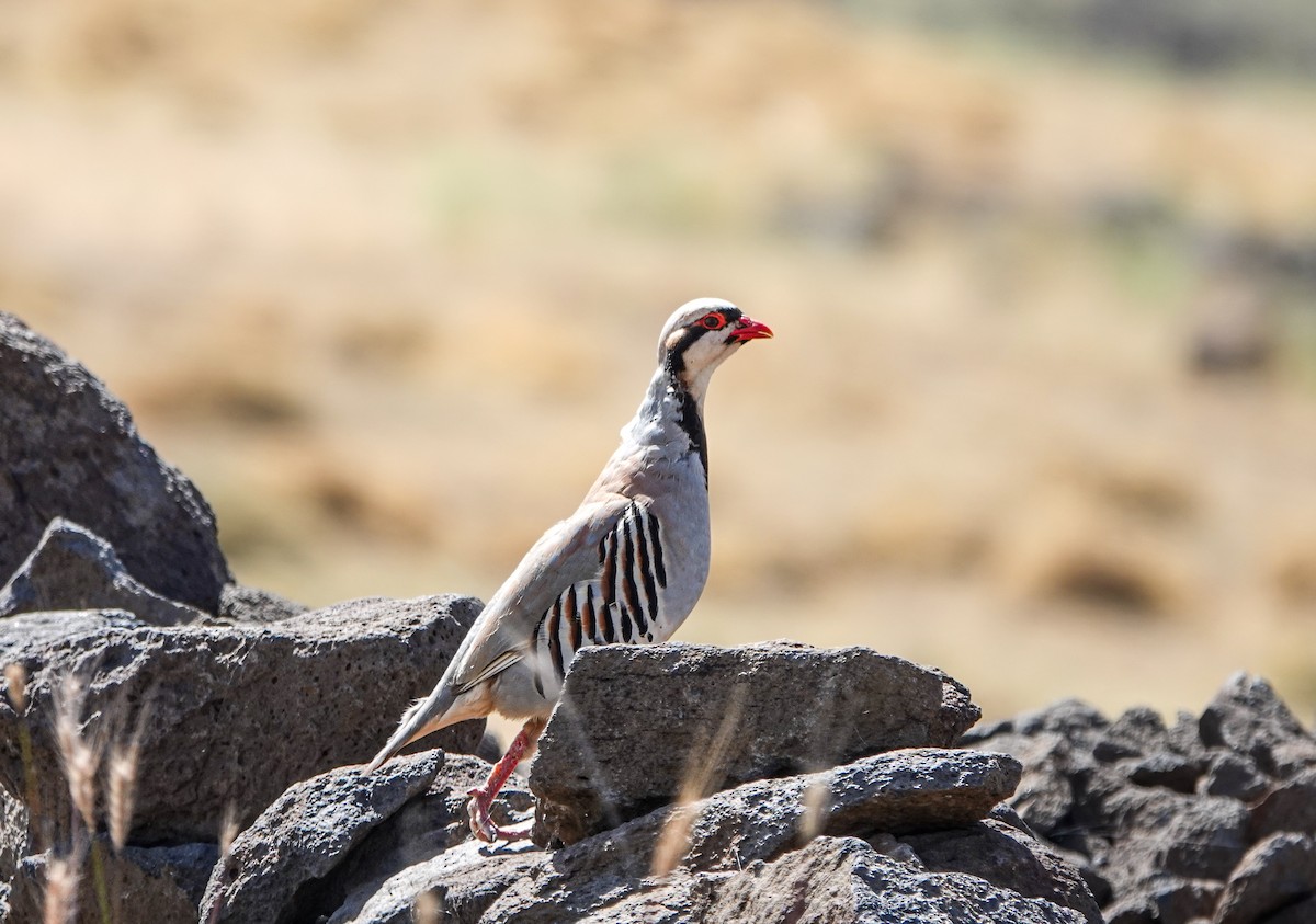 Chukar - ML620299511