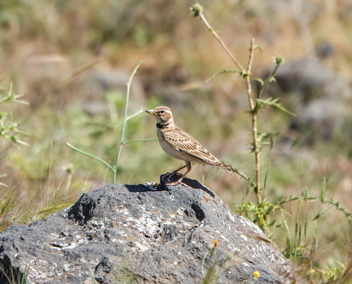 Bimaculated Lark - ML620299519