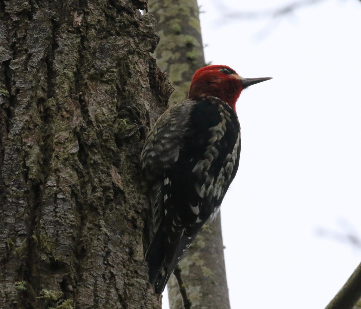 Red-breasted Sapsucker - ML620299521