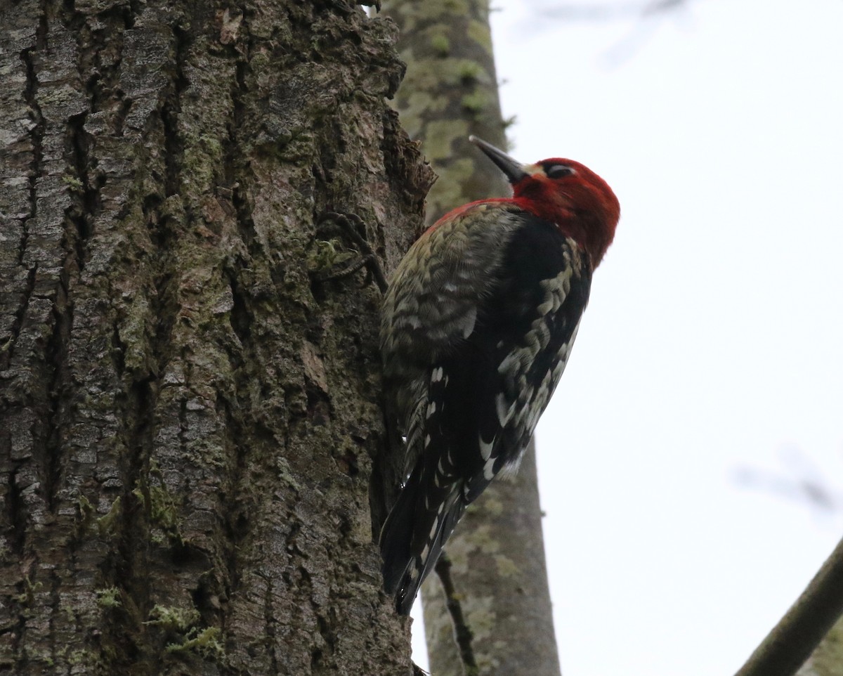 Red-breasted Sapsucker - ML620299523