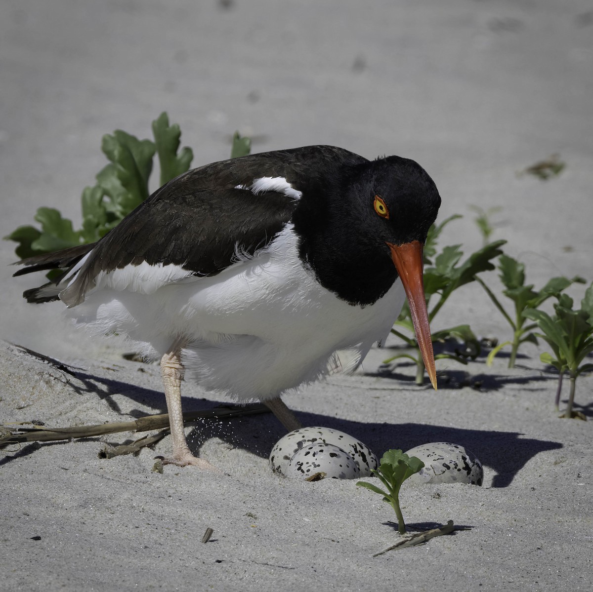 American Oystercatcher - ML620299524