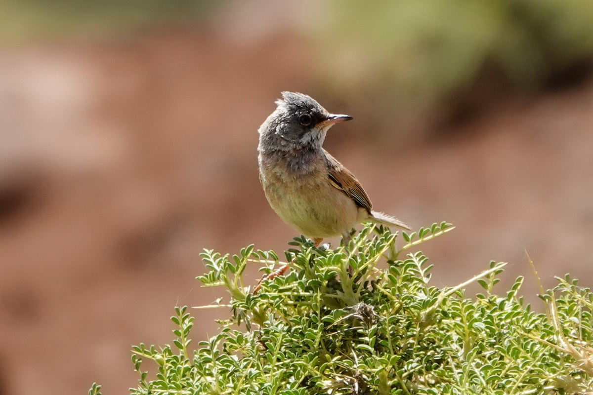 Spectacled Warbler - ML620299526