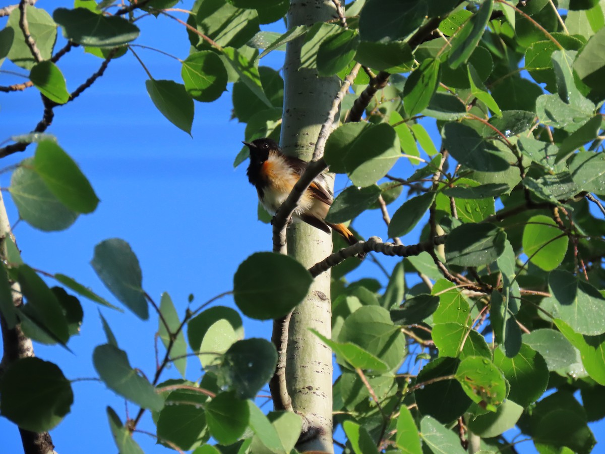 American Redstart - ML620299528