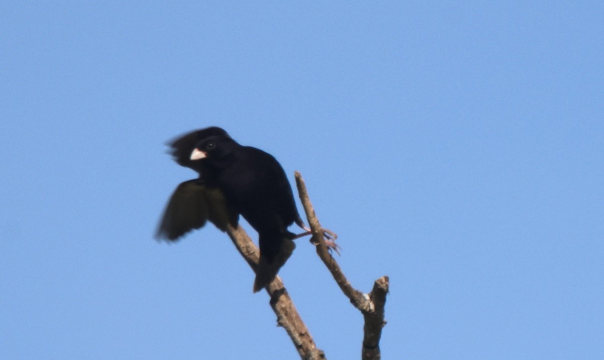 Purple Indigobird - ML620299531