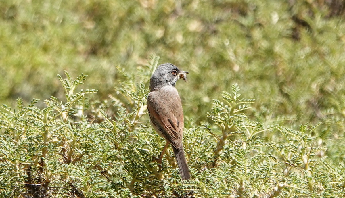 Curruca Tomillera - ML620299535