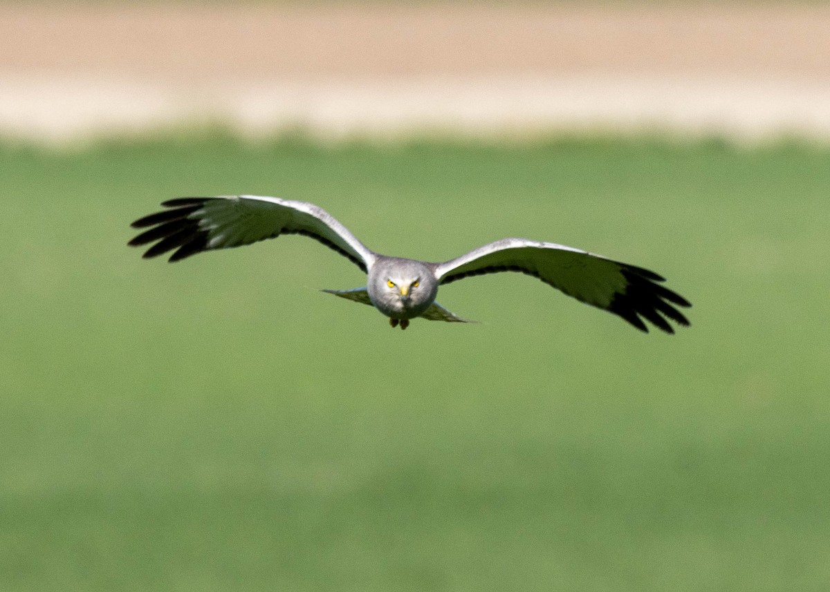 Northern Harrier - Ian Burgess