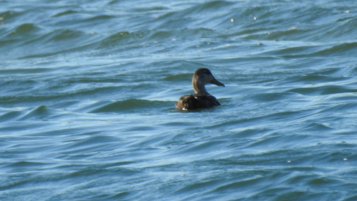 American Black Duck - ML620299548