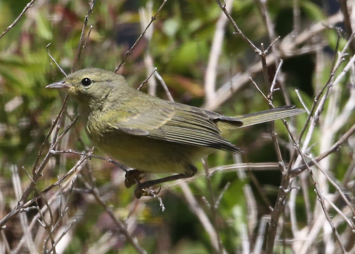 Orange-crowned Warbler - ML620299549