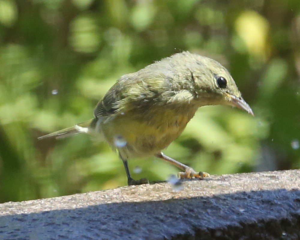 Orange-crowned Warbler - ML620299550