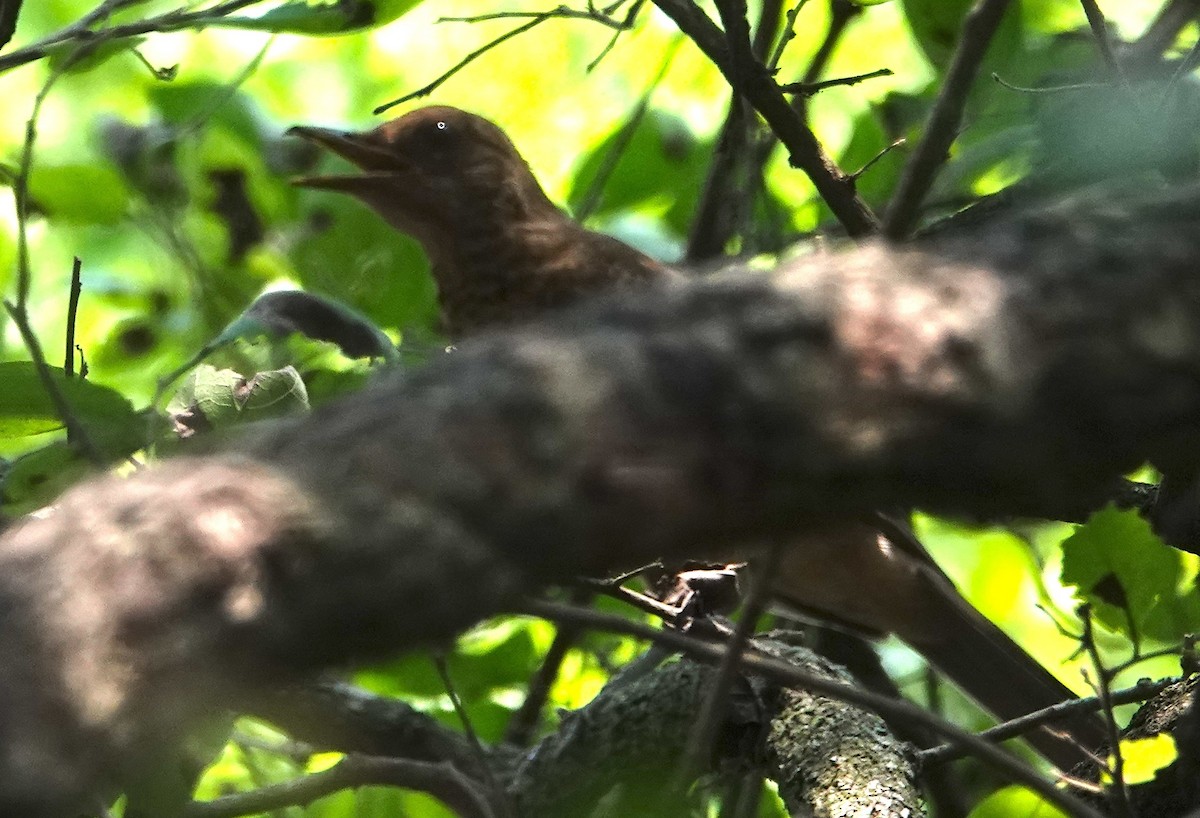 Clay-colored Thrush - ML620299556