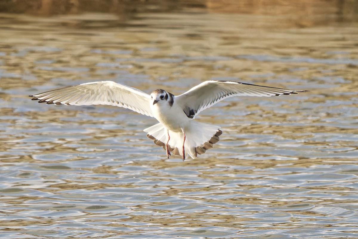 Little Gull - ML620299562