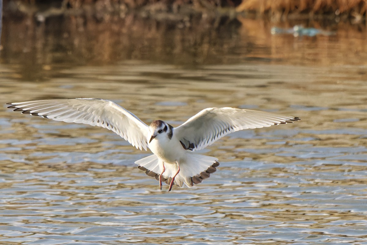 Little Gull - ML620299563