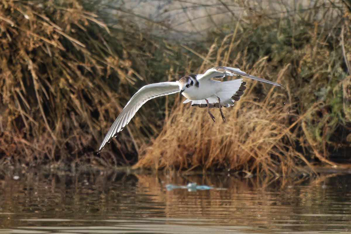 Little Gull - ML620299564