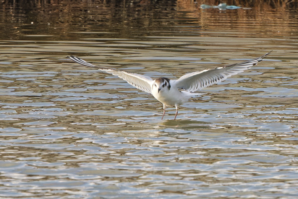 Little Gull - ML620299566