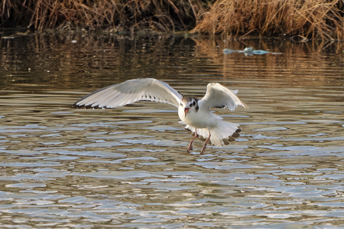 Little Gull - ML620299567