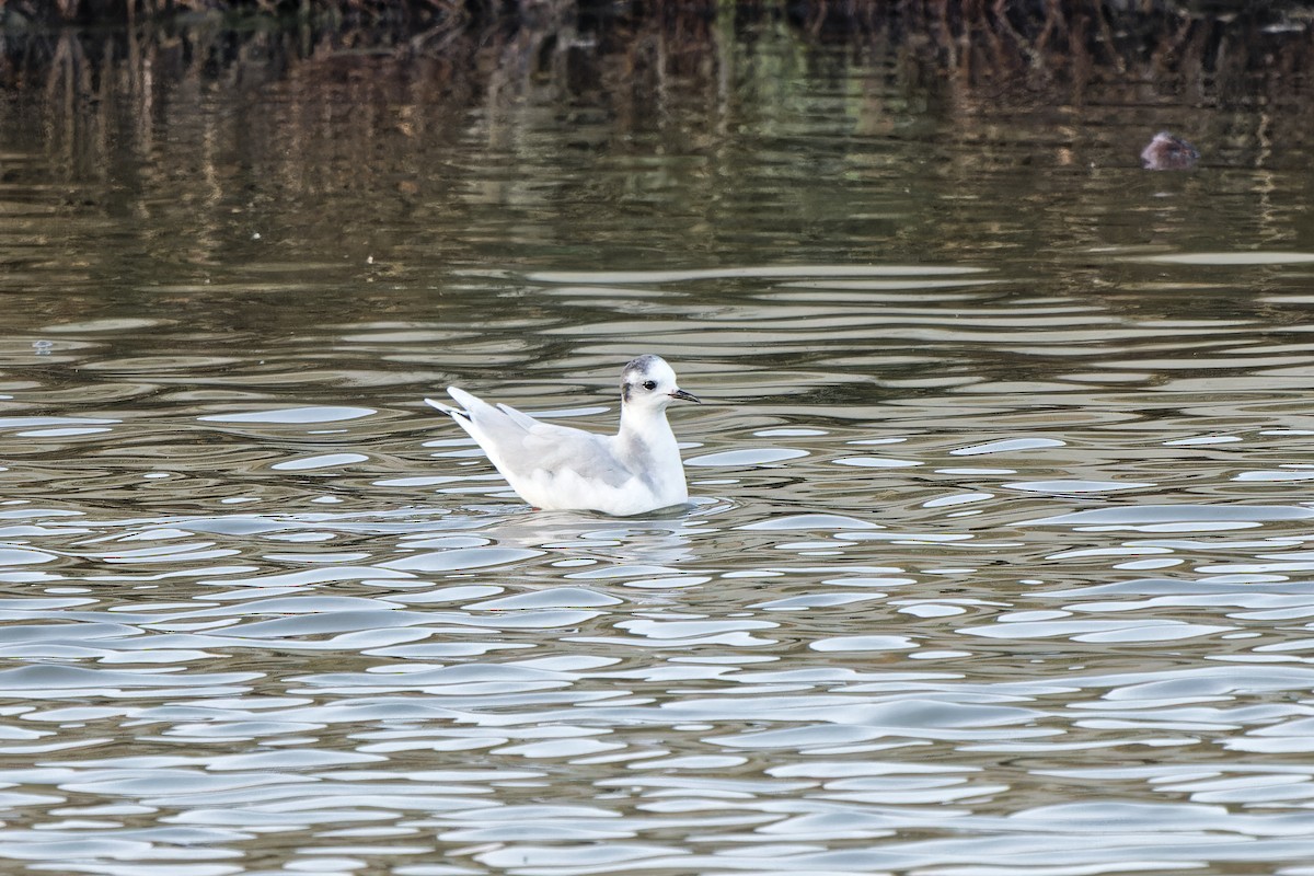 Little Gull - ML620299568