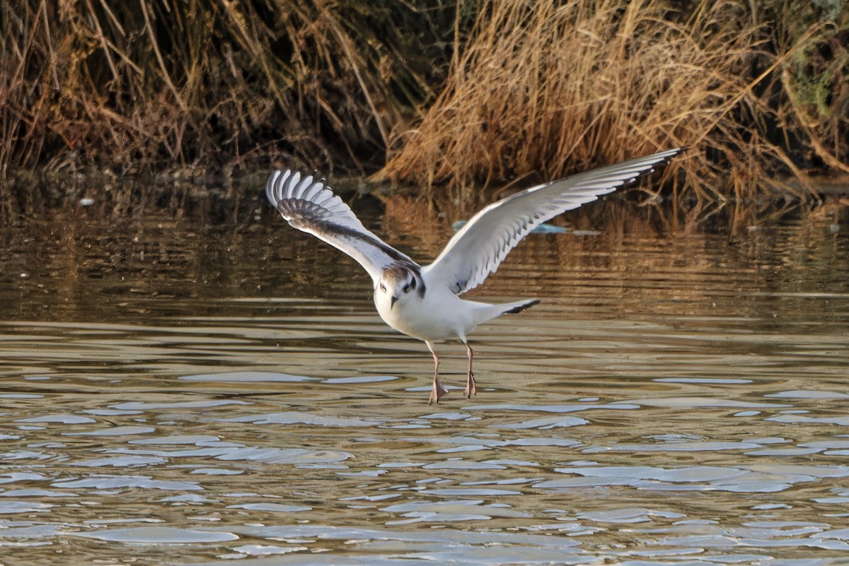 Little Gull - ML620299569