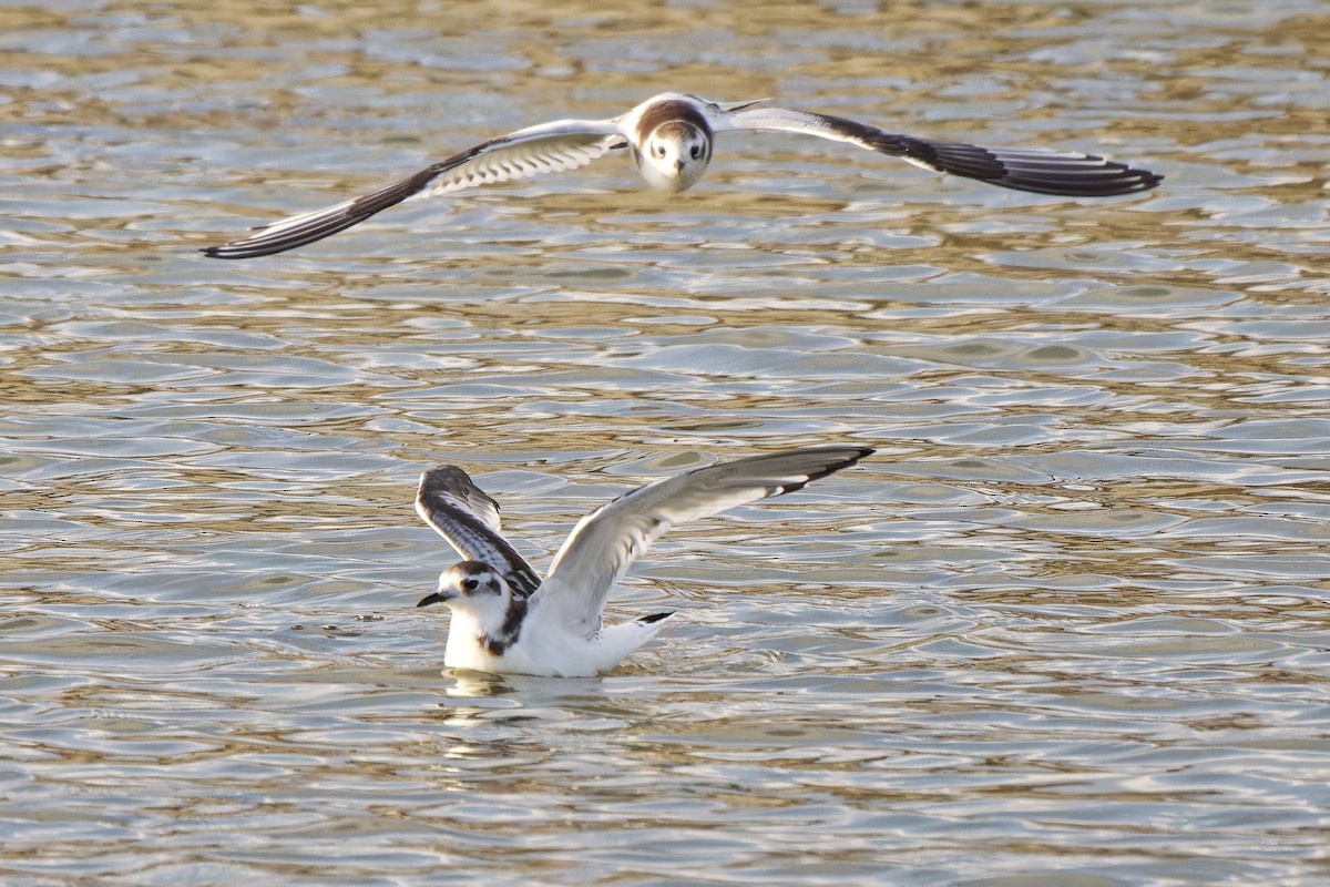 Little Gull - ML620299571