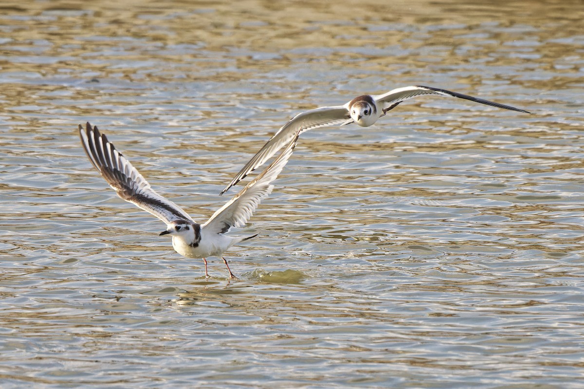 Little Gull - ML620299575