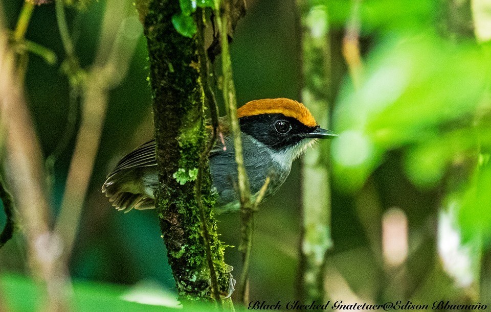 Black-cheeked Gnateater - ML620299577