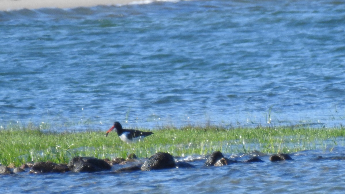 American Oystercatcher - ML620299578