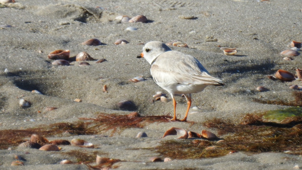Piping Plover - ML620299579