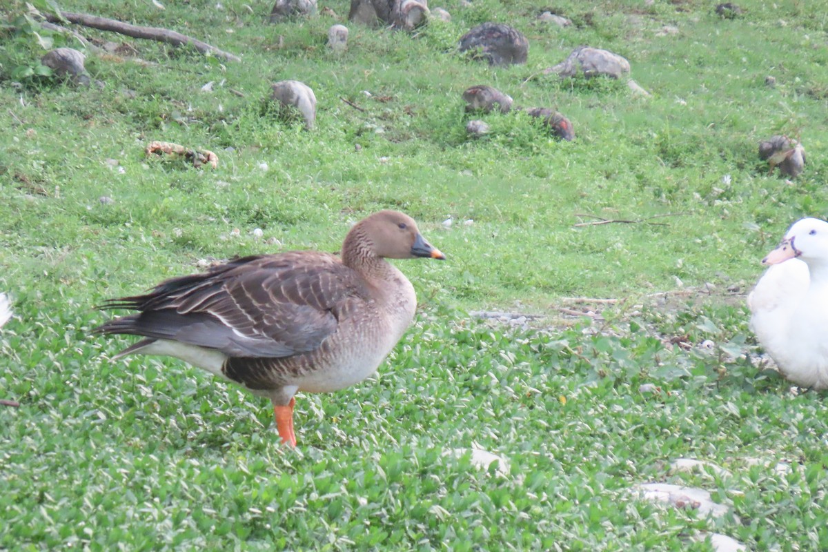 Graylag Goose (Domestic type) - ML620299580