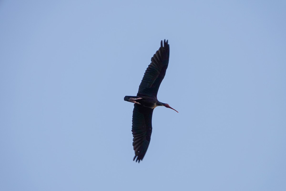 ibis skalní - ML620299594