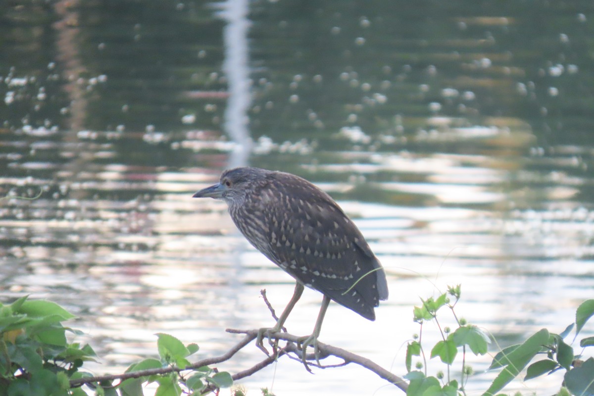 Black-crowned Night Heron - ML620299595