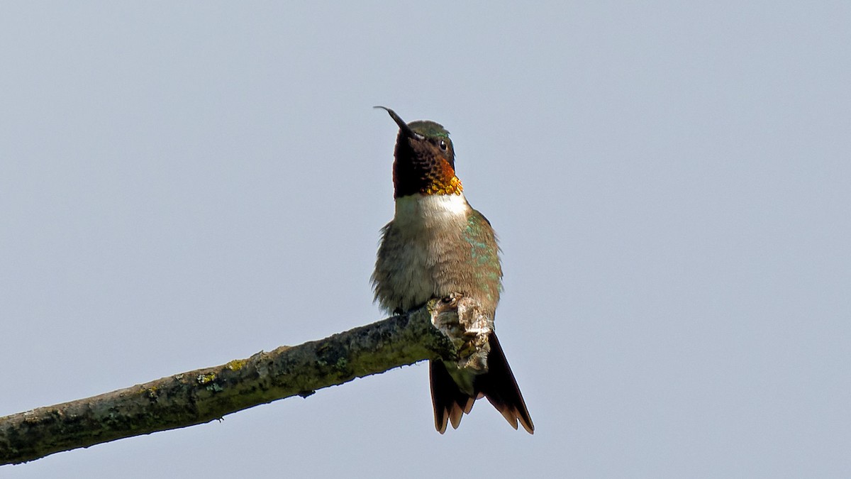 Ruby-throated Hummingbird - ML620299598