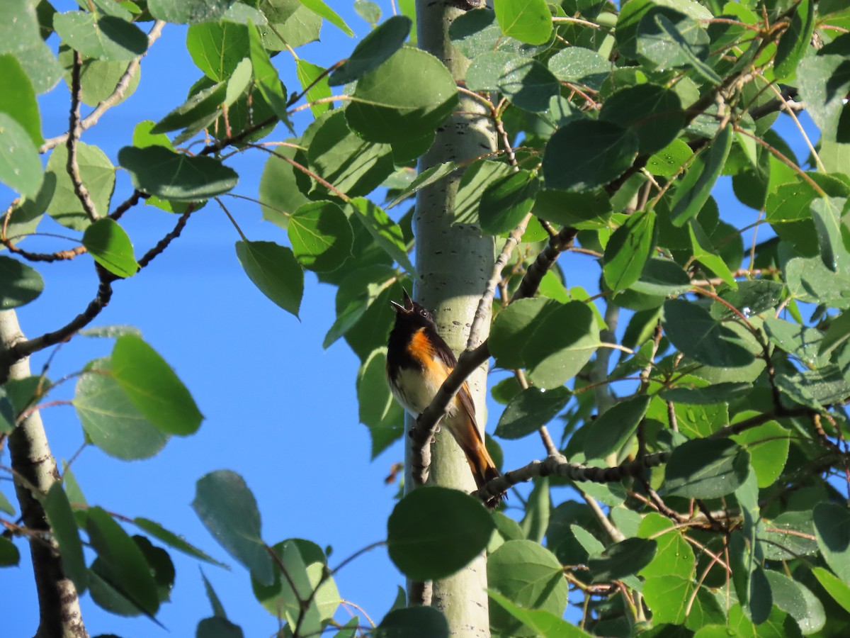 American Redstart - ML620299606