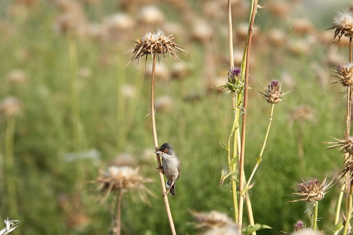 Menetries's Warbler - ML620299609