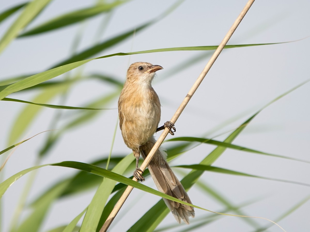 Iraq Babbler - ML620299611