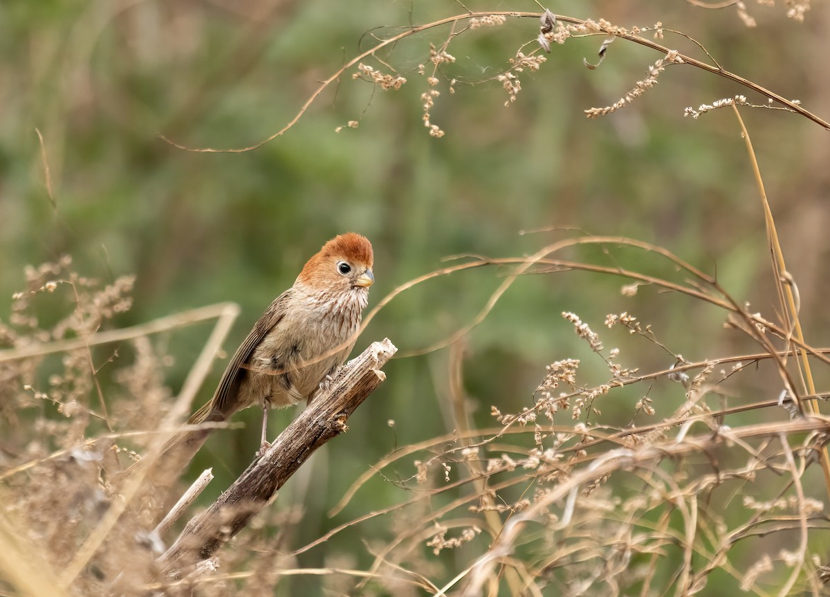 Eye-ringed Parrotbill - ML620299619