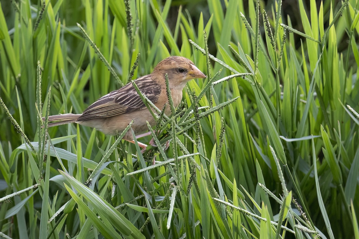 Baya Weaver - Junpha Jartuporn