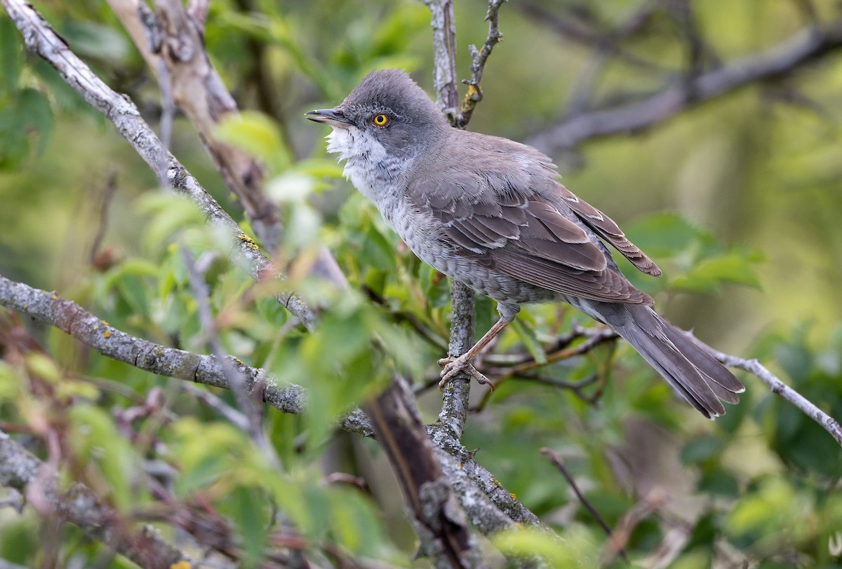 Barred Warbler - ML620299628