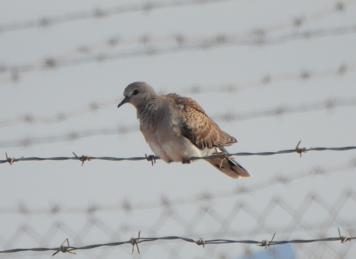 European Turtle-Dove - ML620299630