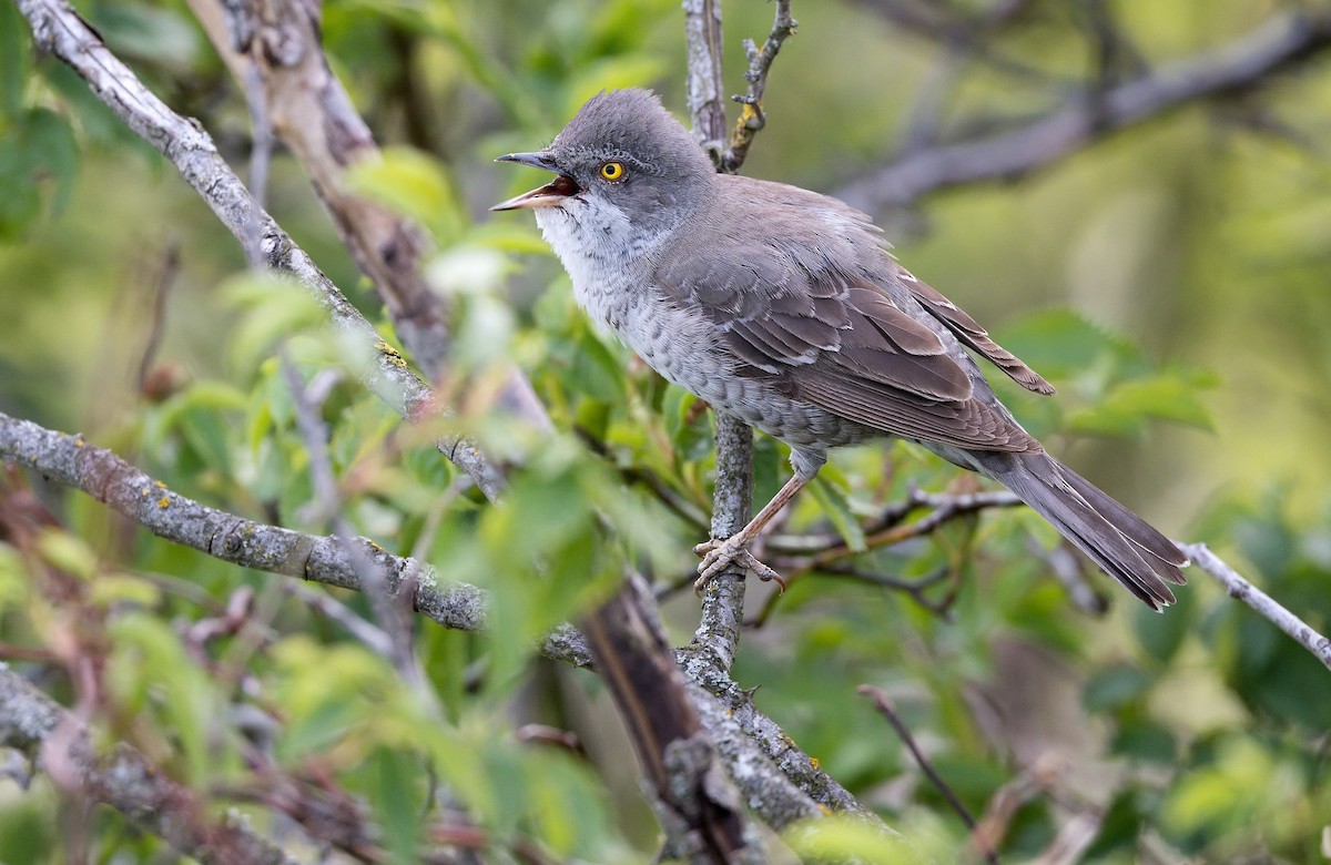 Barred Warbler - ML620299632