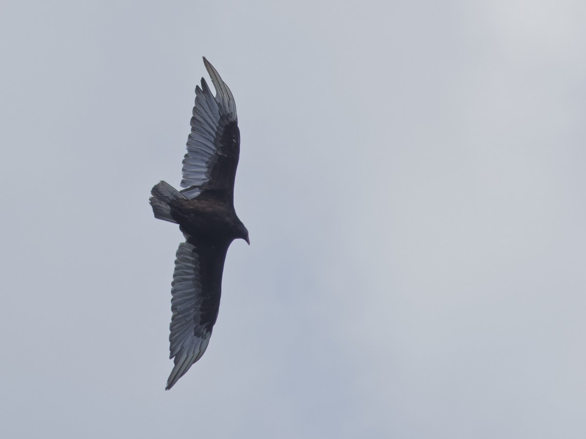 Turkey Vulture - ML620299633