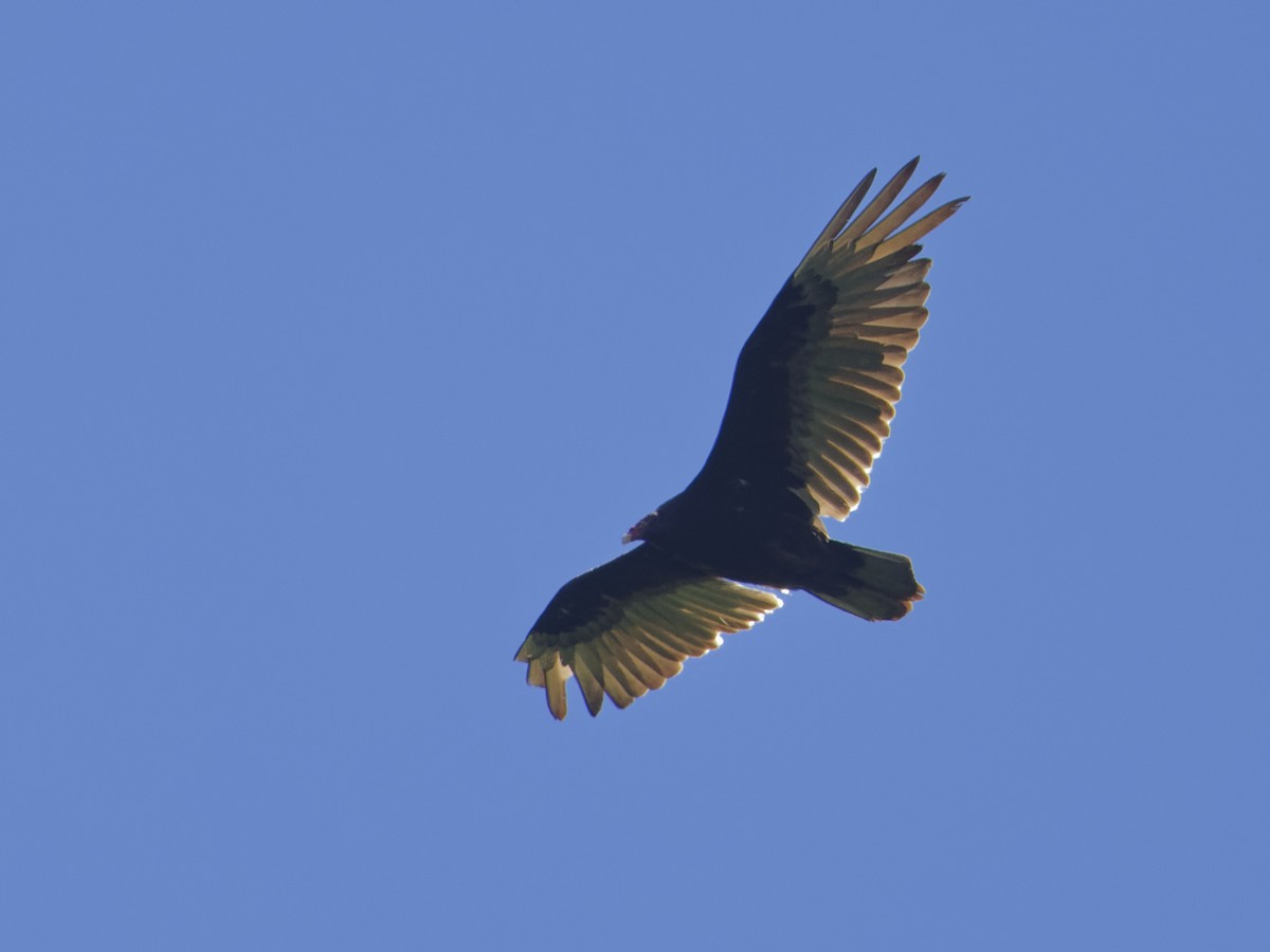 Turkey Vulture - ML620299634