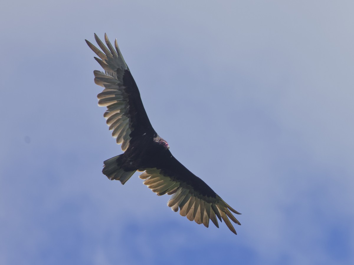Turkey Vulture - ML620299635