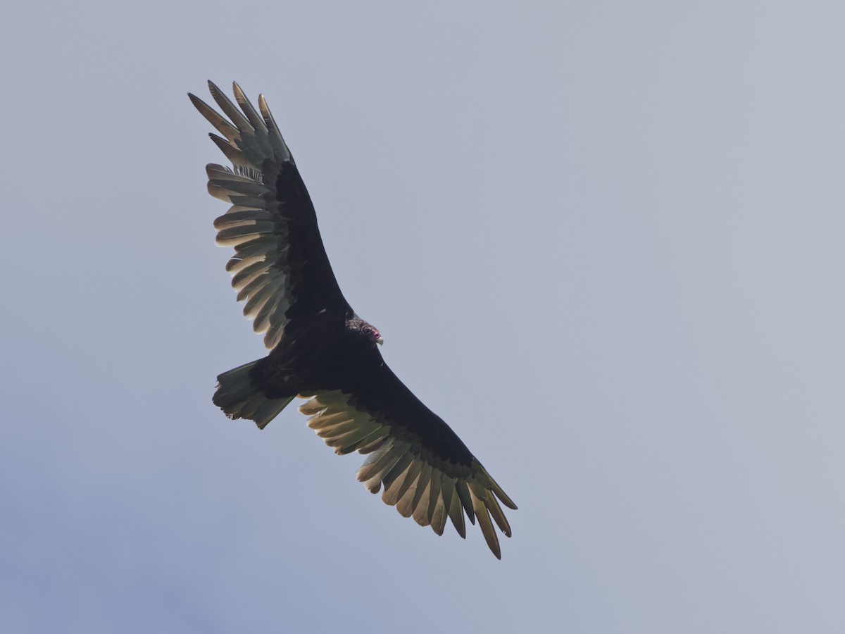 Turkey Vulture - ML620299637