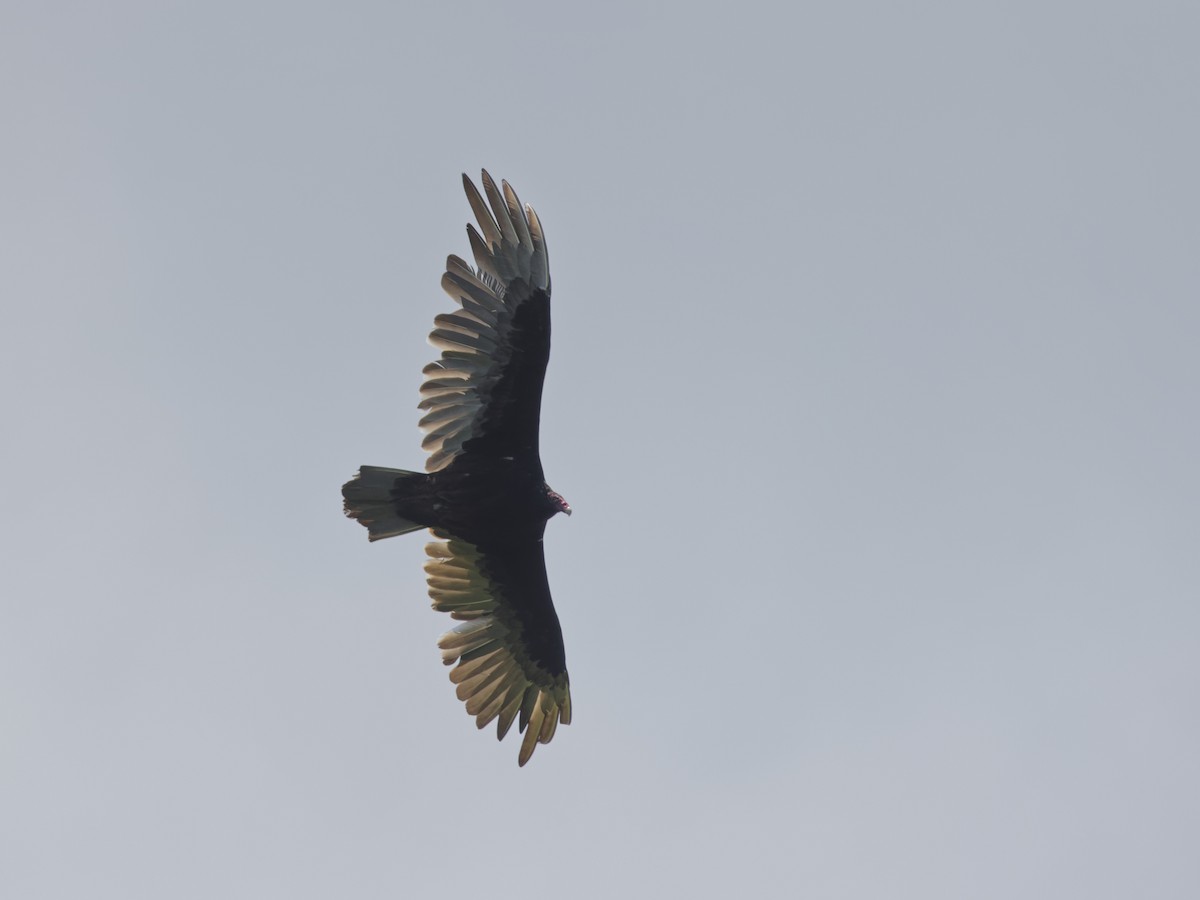 Turkey Vulture - ML620299638